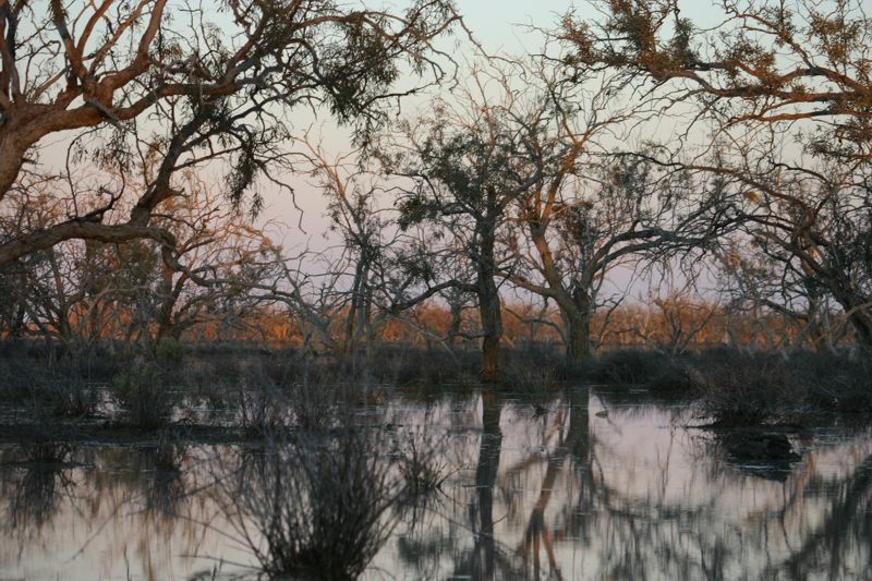 paddling in a maze of trees and bushes