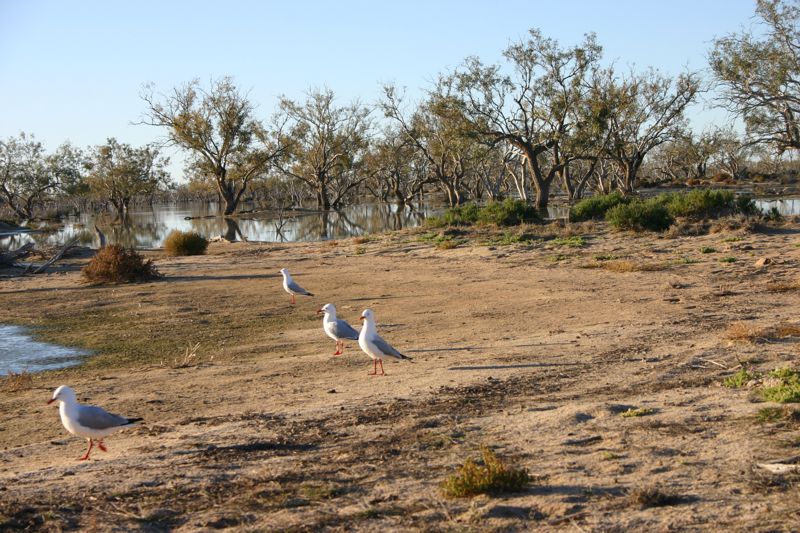 sea gulls inland australia
