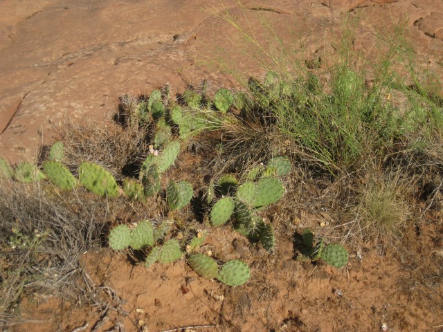 We are in desert now, Cactus plants near camp