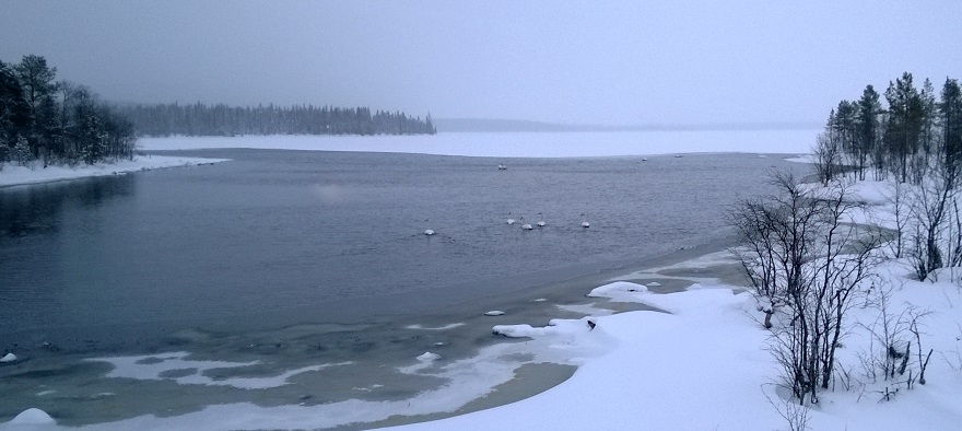 Swans swimming on icy lake