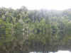 reflections gordon river.jpg (183548 bytes)