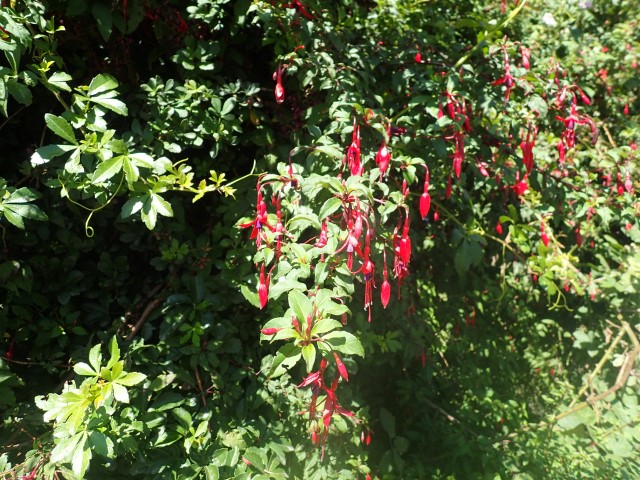 fuschia growing by the side of the road near the Argentina border, they are native to Argentina