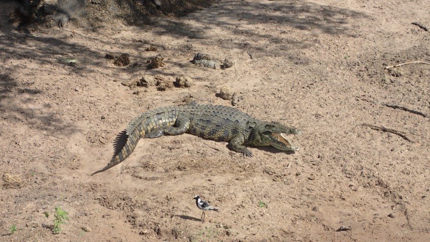 A croc sunning themselves. The Crocs are not as big as those in Australia however, probably because of more recent hunting