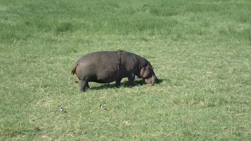 A Hippo mowing the grass