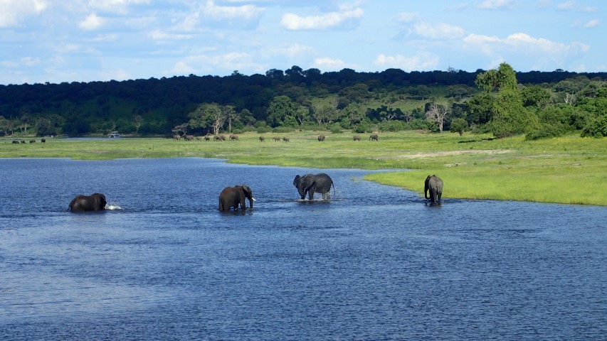Elephants cooling themselves in the water of the Chobe River