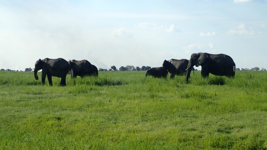 !00's of Elephants everywhere around the Chobe Riveer