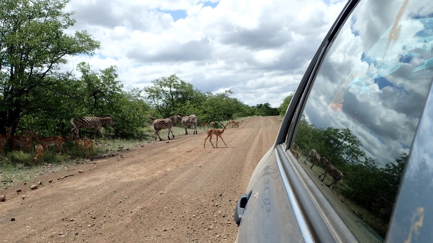 The Zebra and impala occupied the road again after we passed