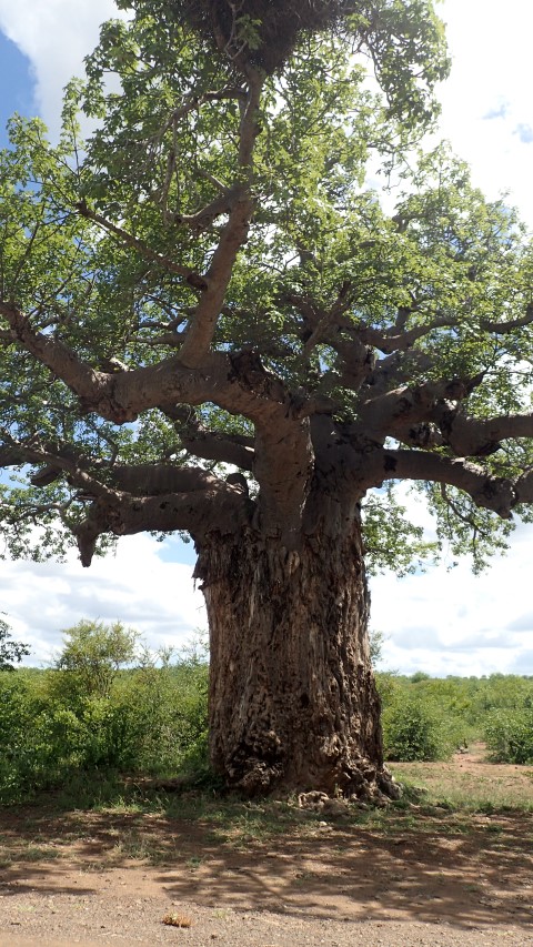 A Baobab related to Australias boab trees