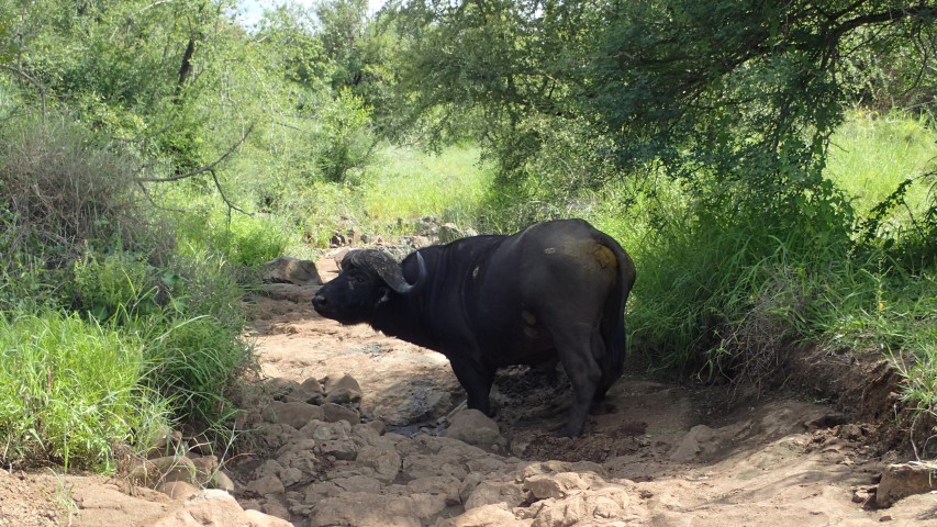 A cape buffalo, known to be aggressive and dangerous