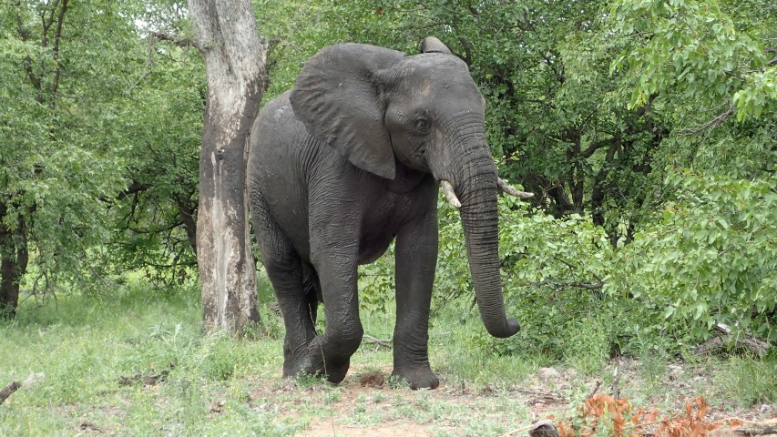 Elephant finishes scratching himself on tree