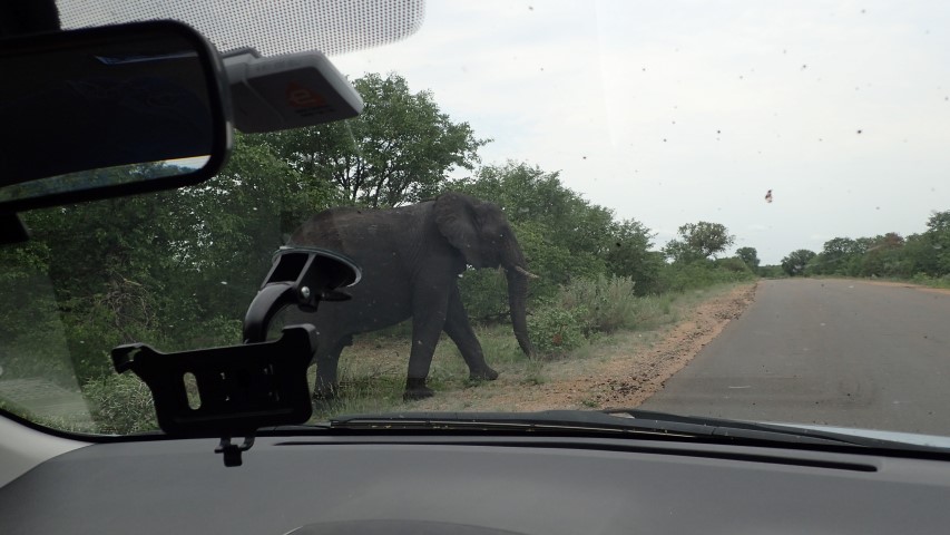 Then Elephant walks across road in front of us (and thankfully ignoring us)