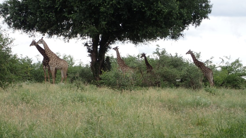 A Tower of Giraffes 