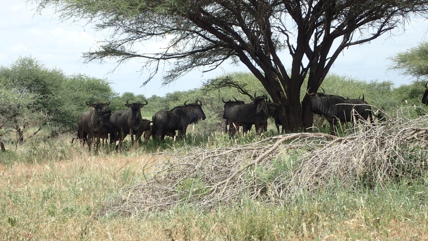 An implausibility of wildebeest