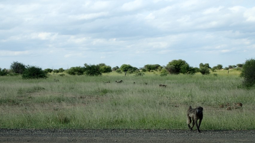 A troop of baboons