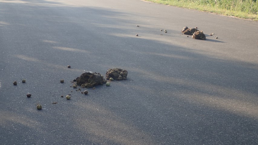 Fresh elephant dung on the road, with unripe marula in it