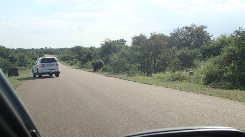 Rhino versus Car. This Rhino got a bit agitated by the car. Then later a truck came along and nearly hit the Rhino, it then ran off.