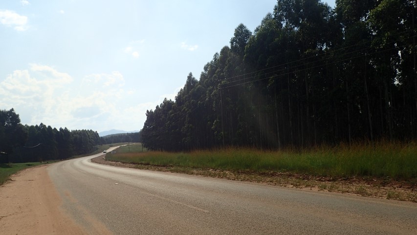 Driving through Eucalyptus forests in Swaziland 