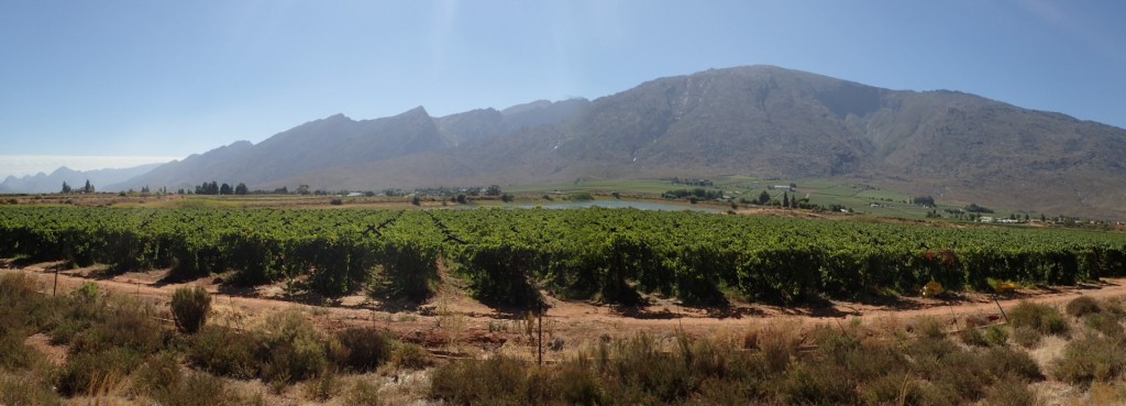 We find our first grape vines along the N1 waiting waiting at another roadworks stop (click on picture for a larger version)