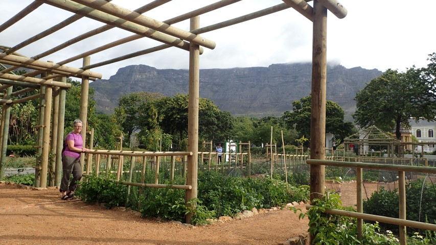 Company Gardens with table mountain in the background