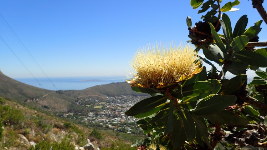 Protea in flower on the side of Table Mountain