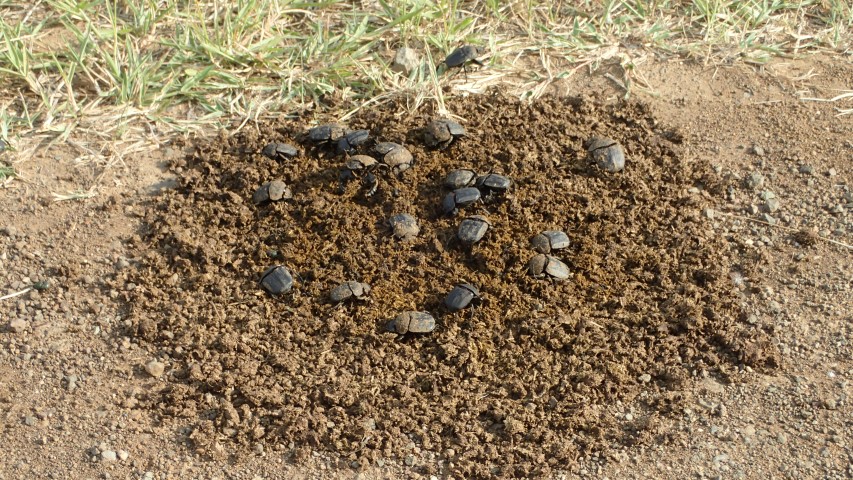 Dung beetles demolishing a pile
