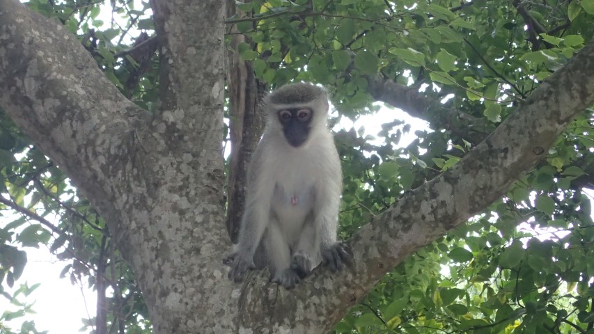 Pesky monkeys waiting in the trees to try to steal food from us