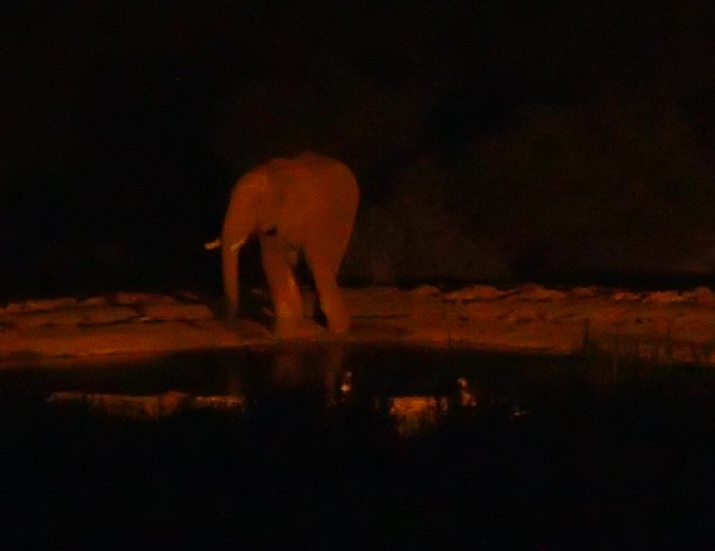 Elephant under floodlights at night outside the main camp