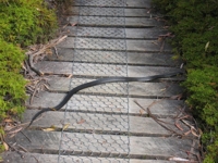 tiger snake south coast track tasmania