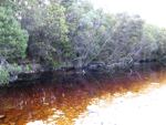 bushwalkers ahead on the port davey track tasmania